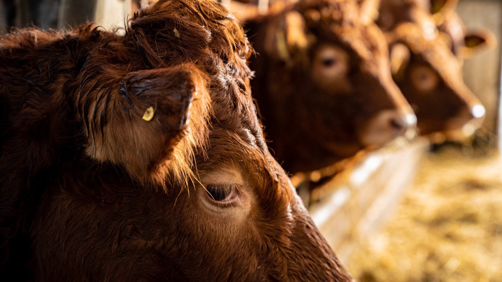 Mercosur deal 'obviously contradictory' to EU environmental standards - ICMSA