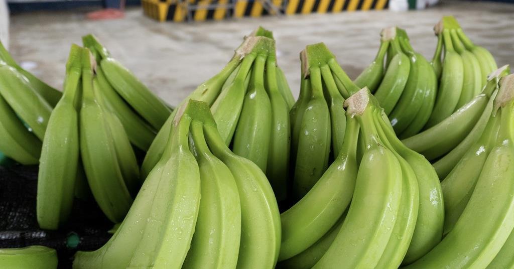 Ecuadorean banana exports rally in October | News