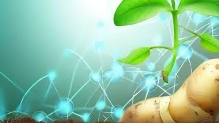 Europe: First trials of genetically edited potatoes resistant to late blight successfully completed