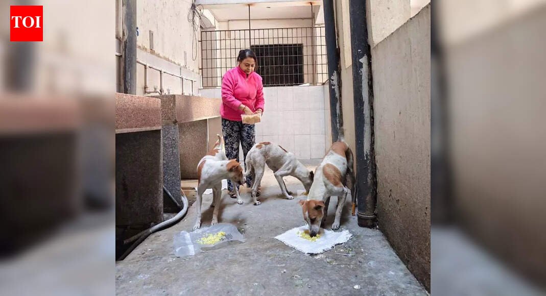 Stray parents try their hand at raising funds to feed, treat dogs | Kolkata News