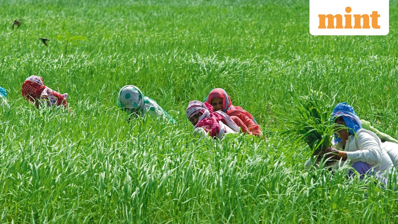 In FY25, India’s agricultural exports stood at $36.97 billion, higher than $33.24 billion in FY24.