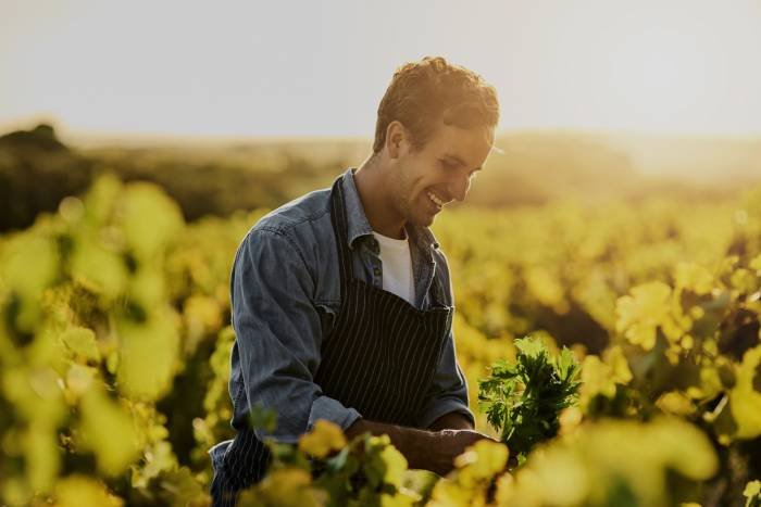 Can Europe’s Wine Reform Secure the Future of Its Vineyards?