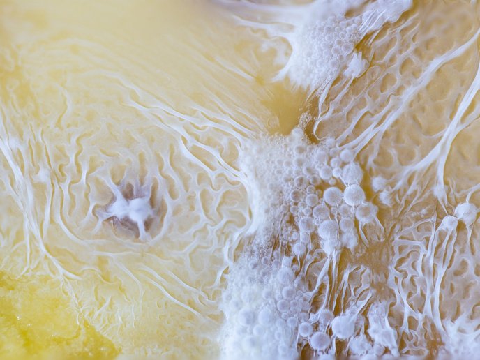 Long-term solutions for circular, sustainable protein production | News | CORDIS