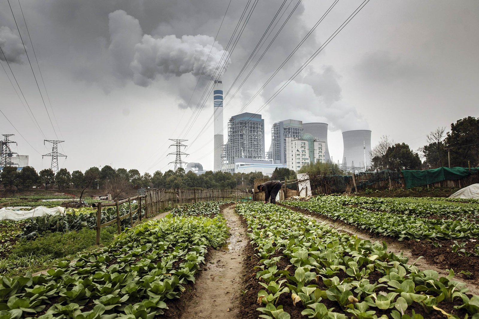 A man tends to vegetables growing next to a coal-fired power station in Anhui province