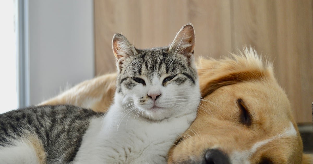 US startup brings EU-level safety standards to unregulated pet cosmetics sector