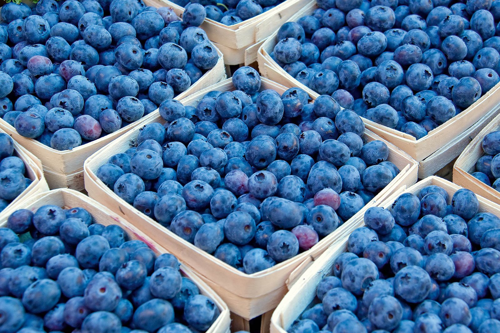 Global blueberry demand continues to rise with North America and Europe leading consumption growth • EastFruit