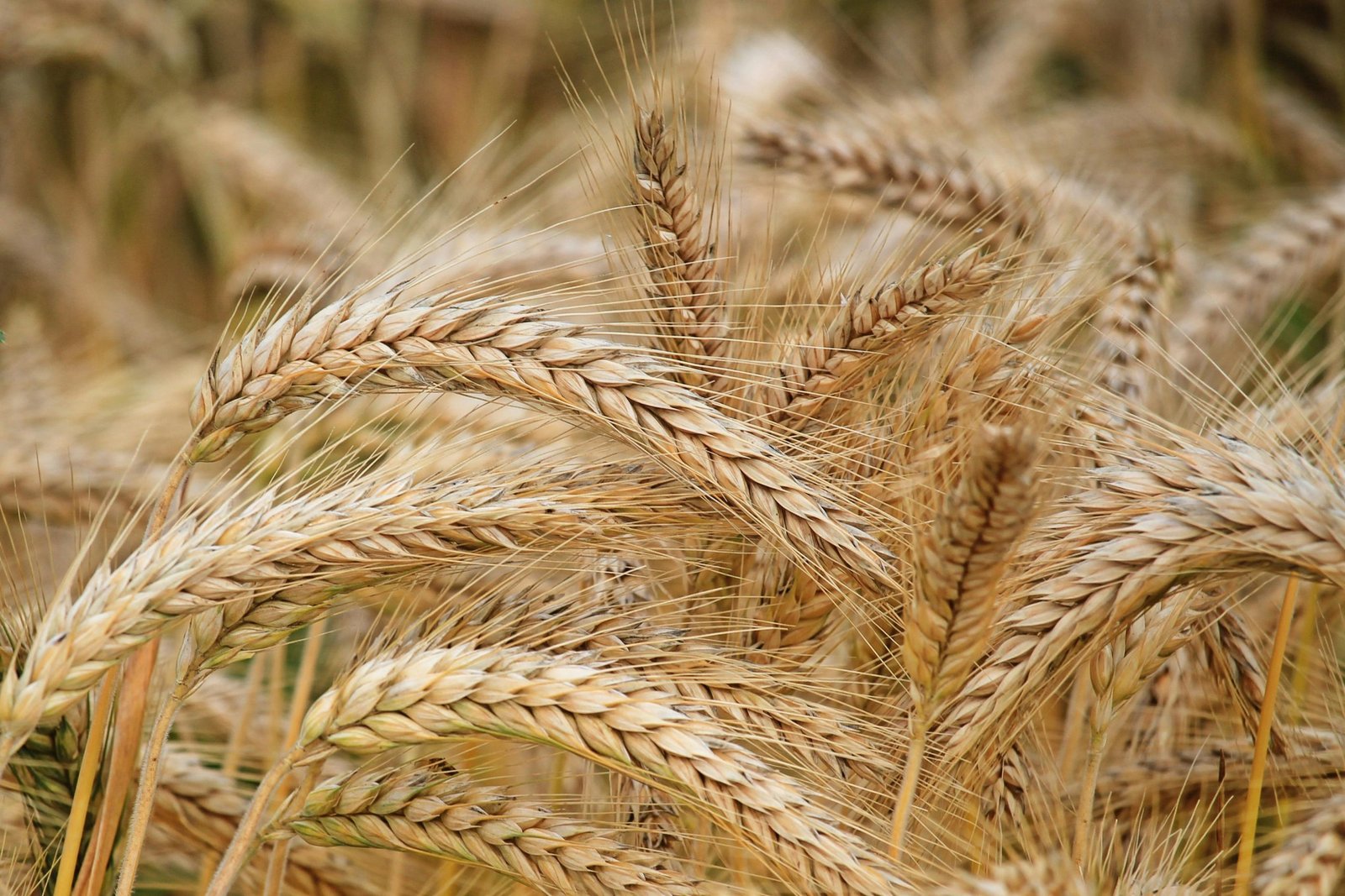 nutrient loss in Ukraine threatens global food security