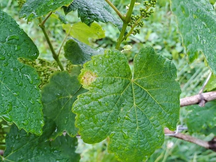 European Vineyards Target 20% Fungicide Reduction by 2028 With Disease-Resistant Grapevines
