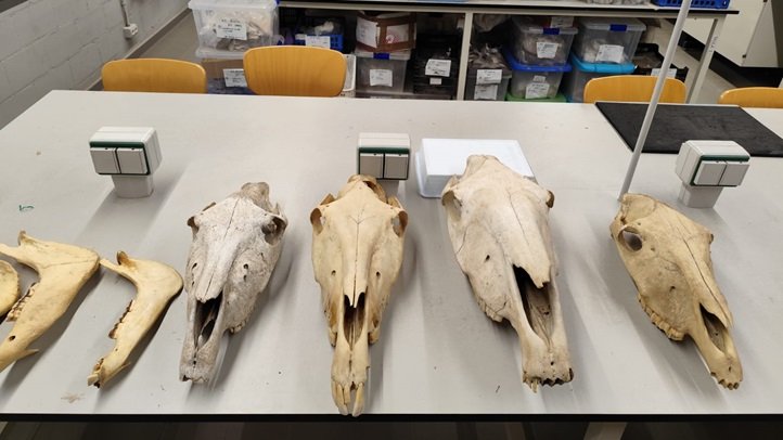 Oldest Mule in Western Europe Discovered