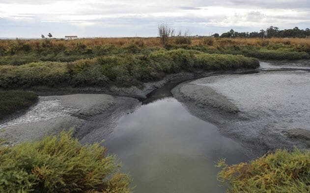 Portugal Signs European Convention Against Environmental Crime