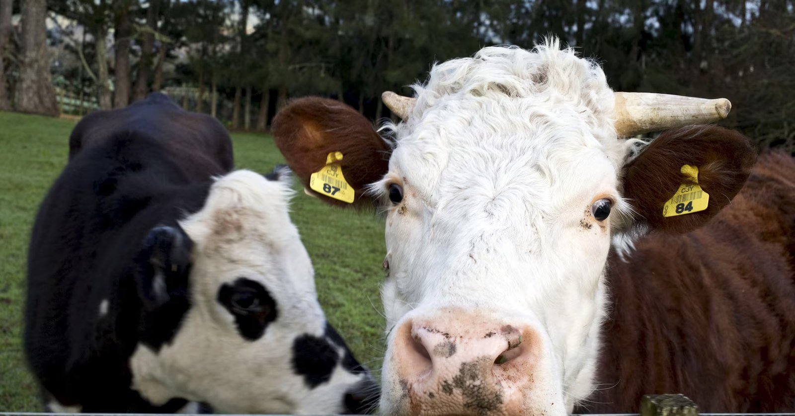Cow tech startup becomes New Zealand's latest unicorn in $100 million fundraise