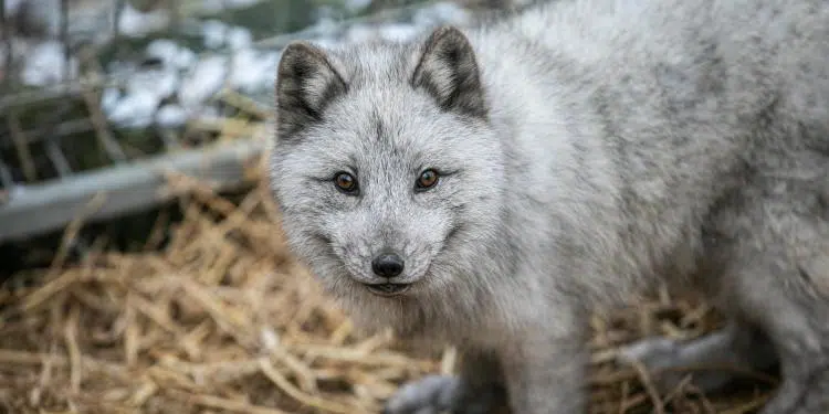 Poland makes a historic environmental shift: bans fur farming and accelerates ecological debate in Europe