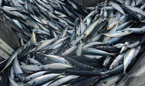 norway mackerel uk waters pelac quotas mackerel fishing quota 2025 dutch slams VISwizjer PelAC mackerel benchmark