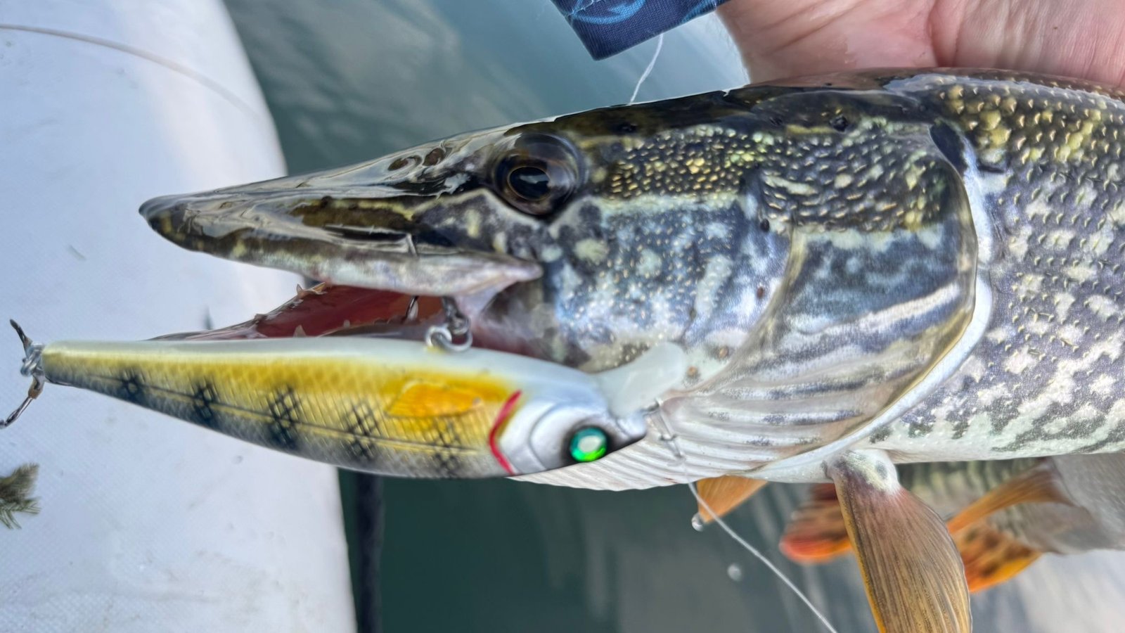 Livingston Lures enjoys significant traction across Europe