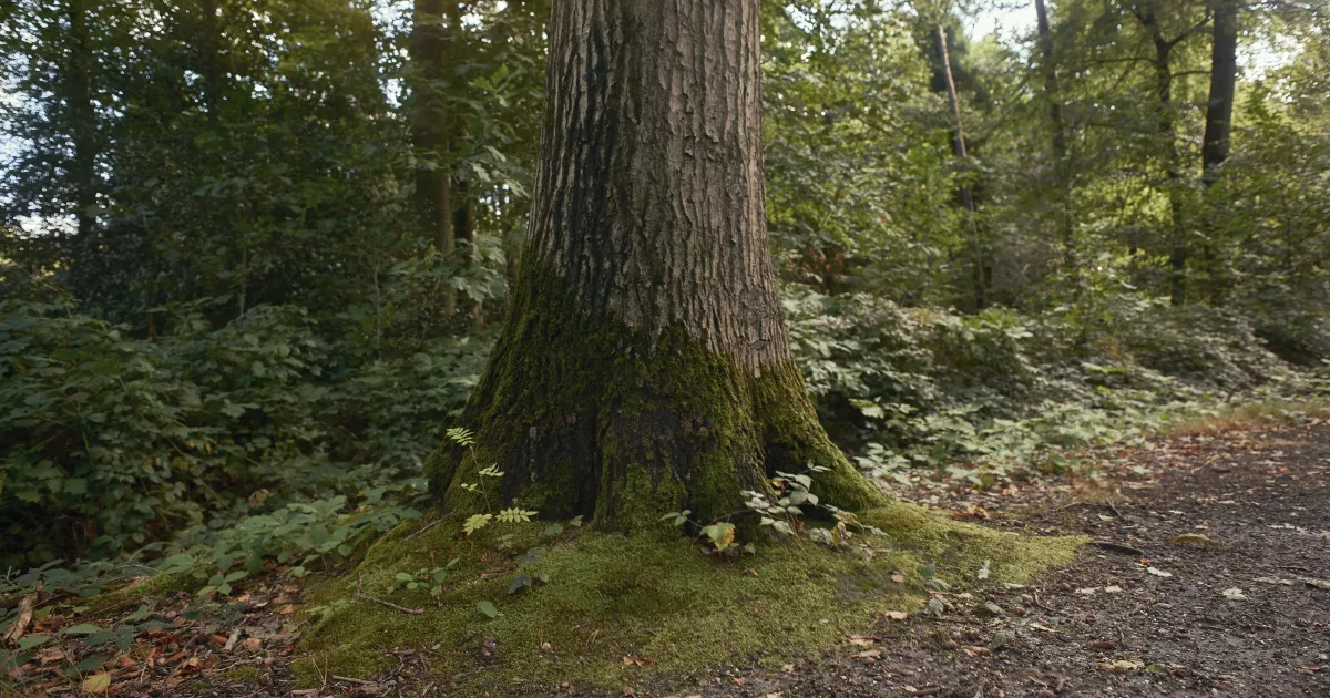 EU ESG wrap-up: concluding 2025 and stepping into 2026