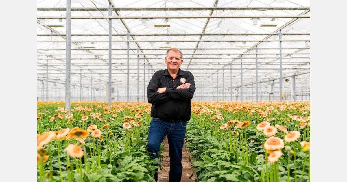 New multi-use flower bucket for gerberas saves 250,000 kilograms of cardboard a year