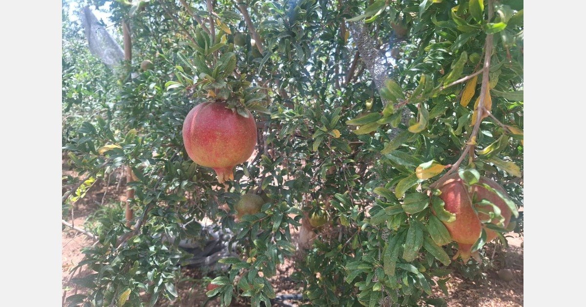 “In Southern Europe, small pomegranates are increasingly popular for juicers”