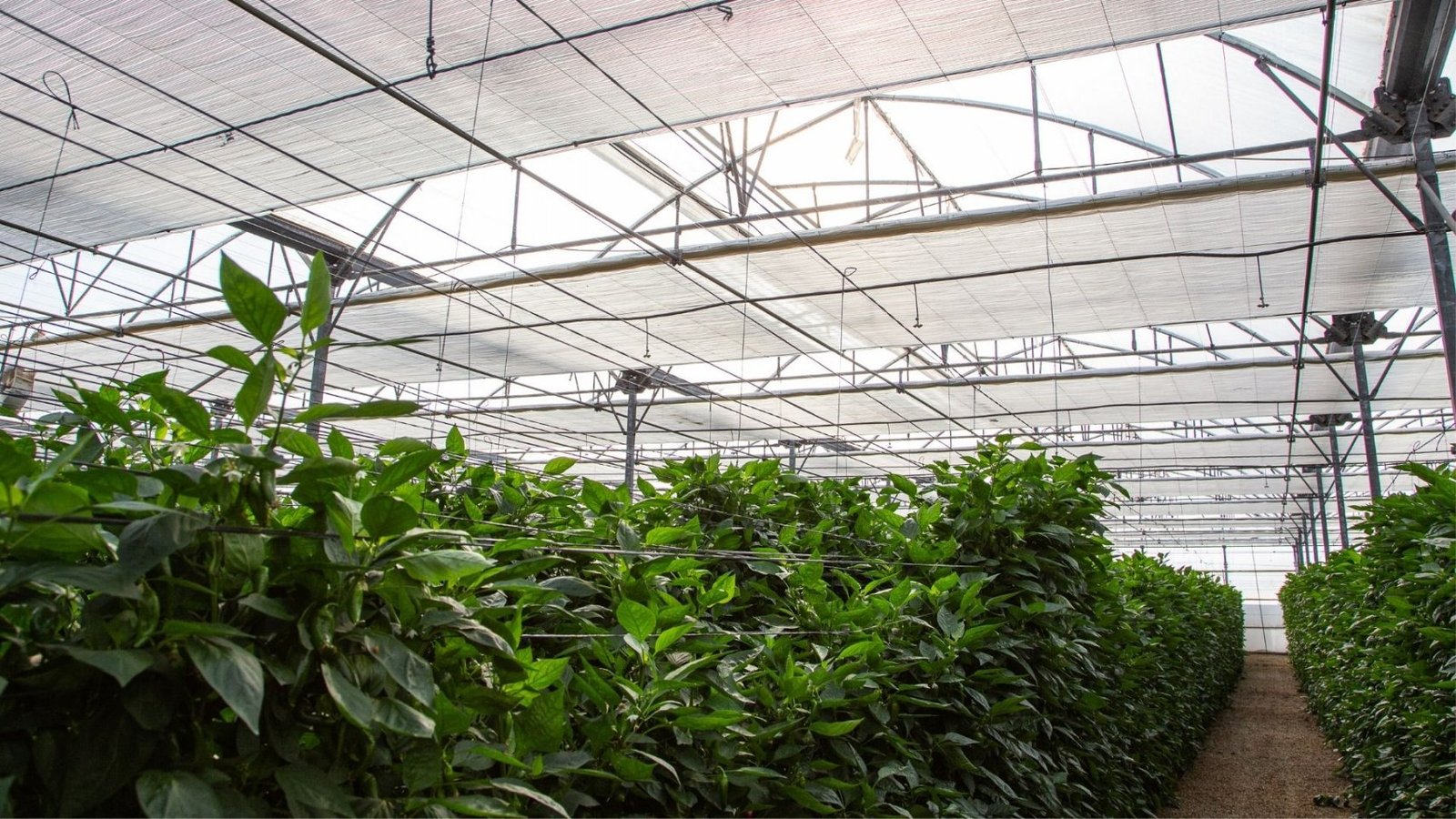 The black swan of southern Gran Canaria: 57,88 percent of agriculture is under greenhouses