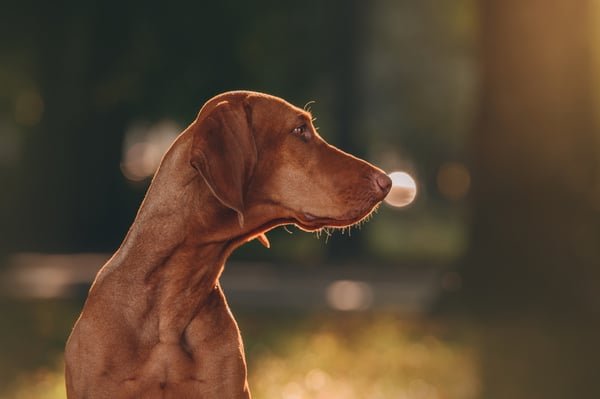 International Dividend ETF IDOG Turns to Europe