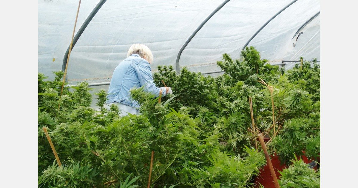 EHIA pushes for whole plant recognition and 1% THC threshold