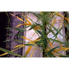 Plant scientists tackle major threat to UK wheat