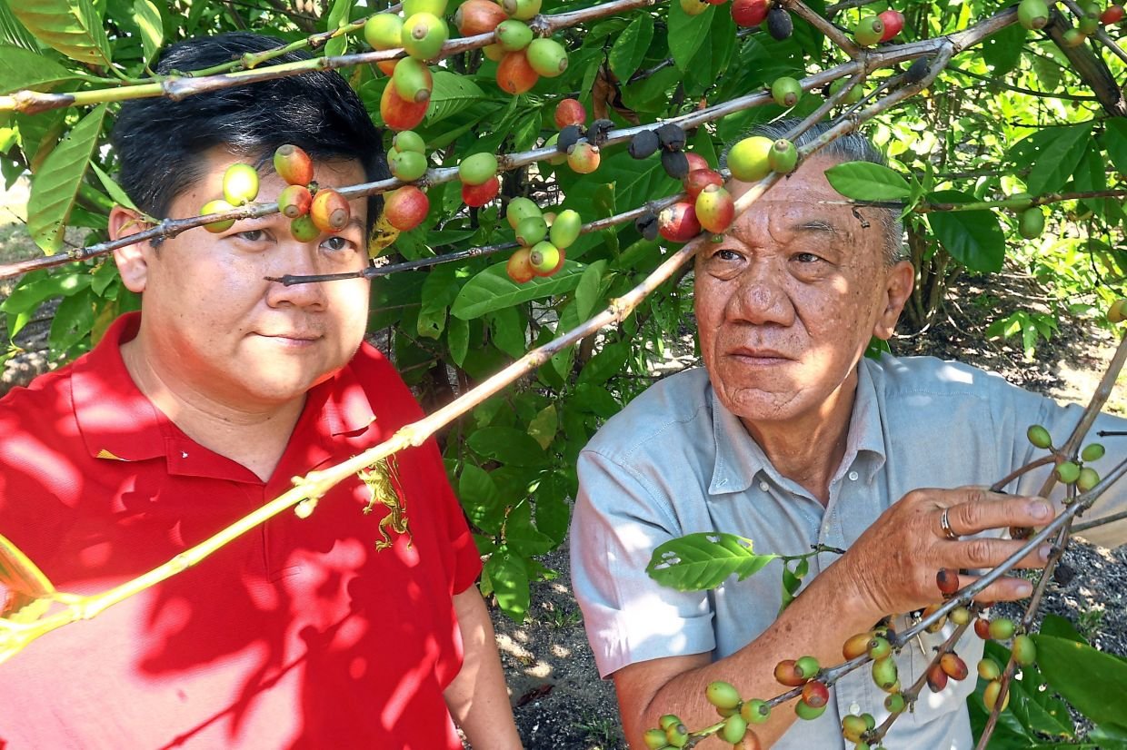 A lesson in planting coffee and raising funds for schools