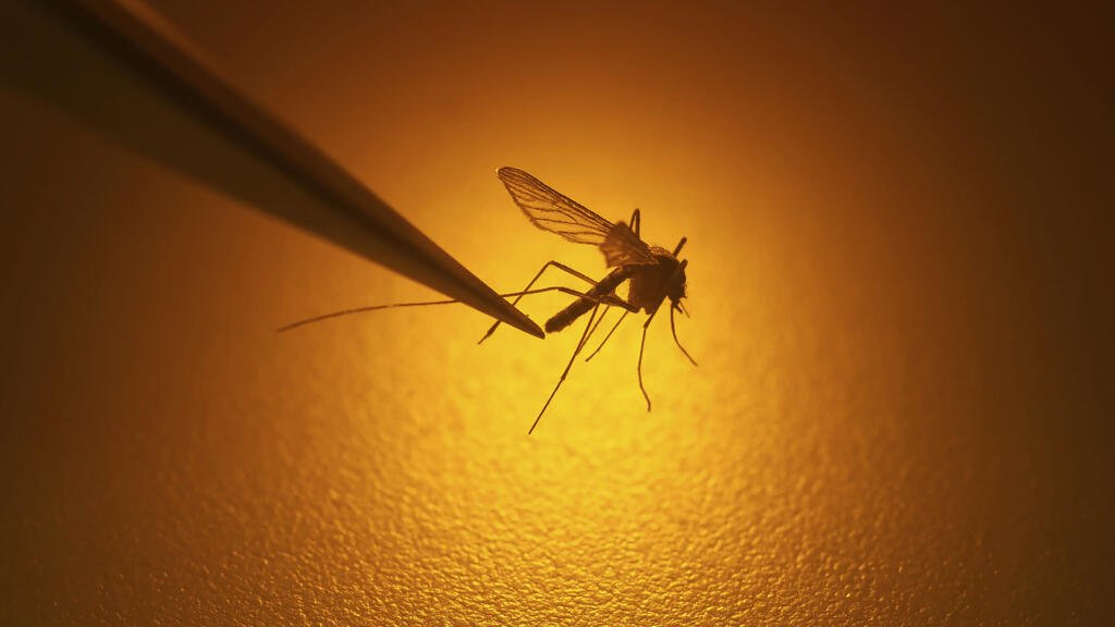 Rising temperatures in Europe open door to spread of chikungunya virus