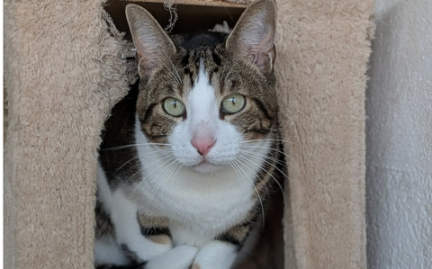 Rota’s Adoptable Pet of the Month: Barty