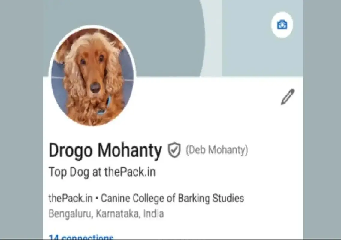 Bengaluru startup dog goes viral, owner jokes about LinkedIn shadow ban