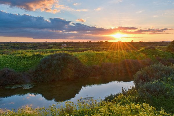 Cádiz hosts the largest blue carbon project in Europe