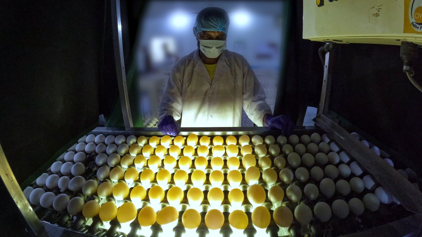 How Odisha’s Mishra Brothers Built a Poultry Giant