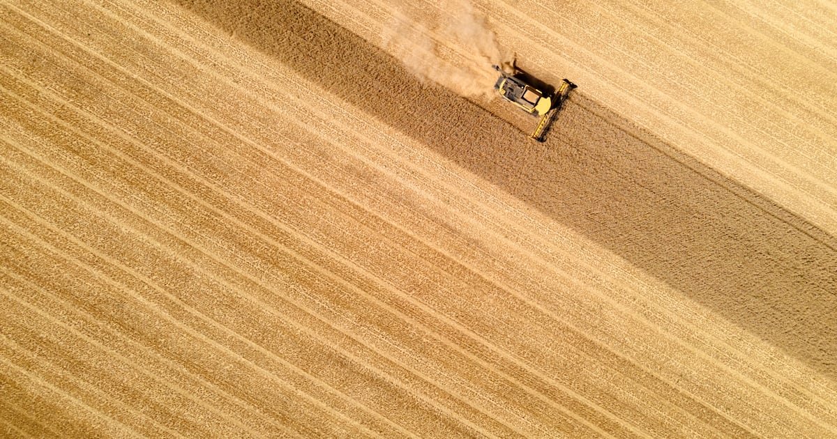 Syngenta breaks ground with Europe’s first scalable hybrid wheat