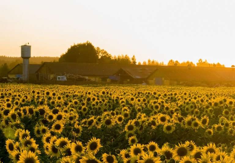 Ukraine supplies most of the EU’s sunflower oil imports