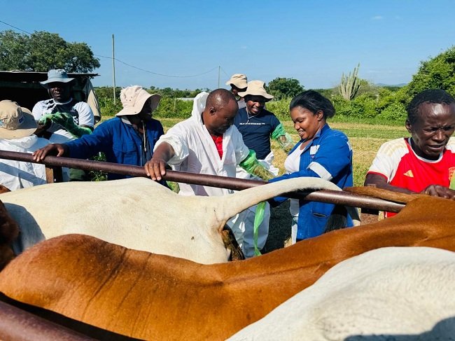 EU, ITC Deepen Long-Term Impact in Eswatini Livestock Sector