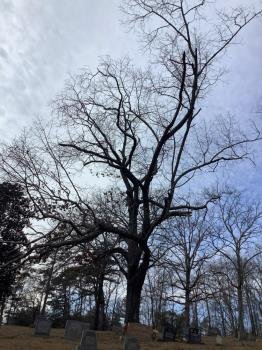 Boynton Lions Raising Funds To Safely Remove Dying Oak From Historic Cemetery