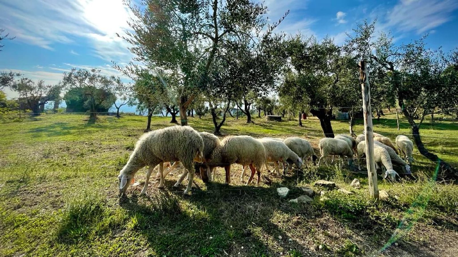 Sustainable, Low-Cost Process Turns Olive Pomace Into Nutrient-Rich Sheep Feed