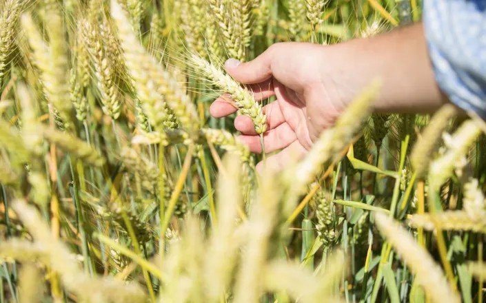 Syngenta gets first European approval for X-Terra hybrid wheat