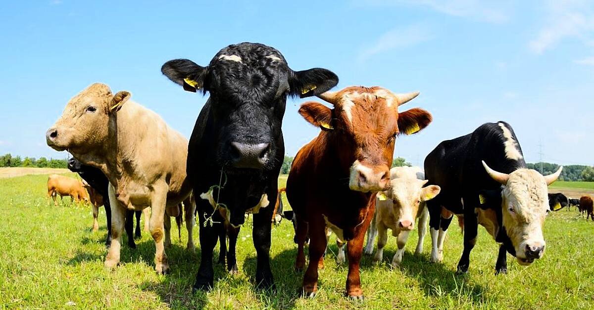 Local MEP Mullooly lashes out at EU for provisional application of Mercosur trade deal