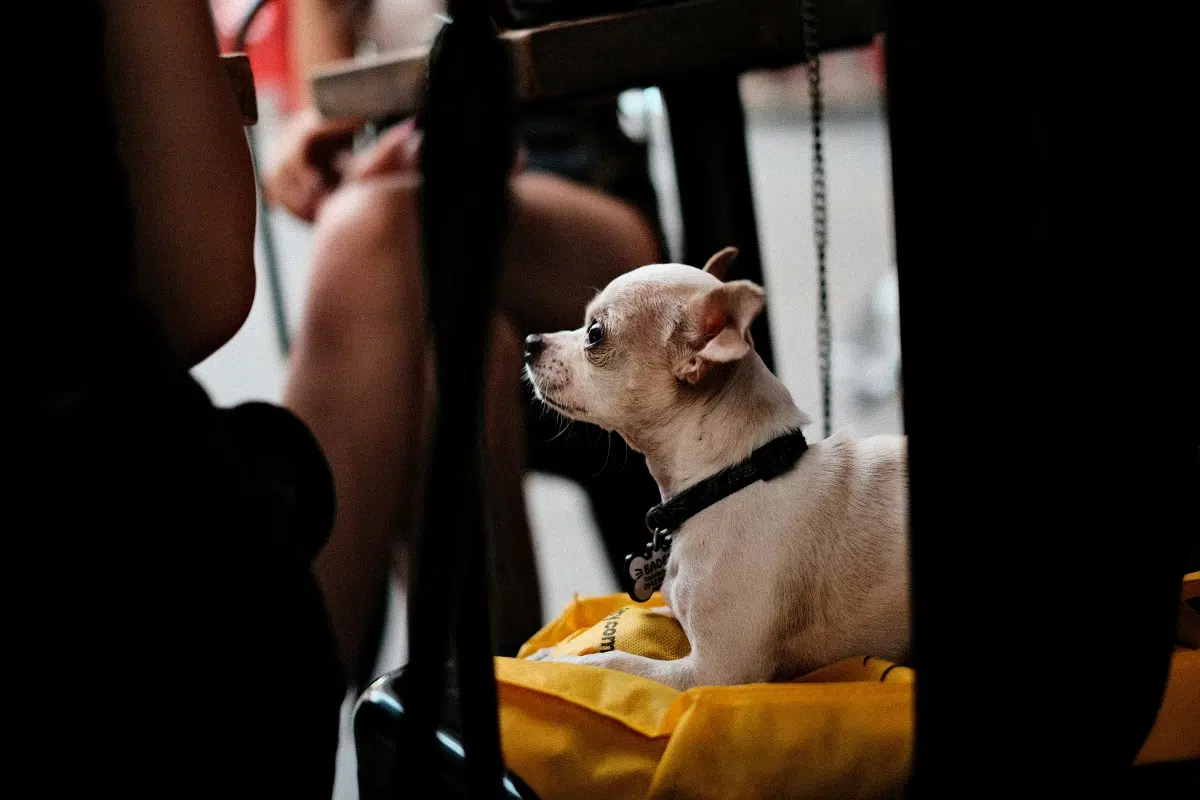 8 out of 10 Argentinians have pets: what changes the law that promoted the pet-friendly trend brought