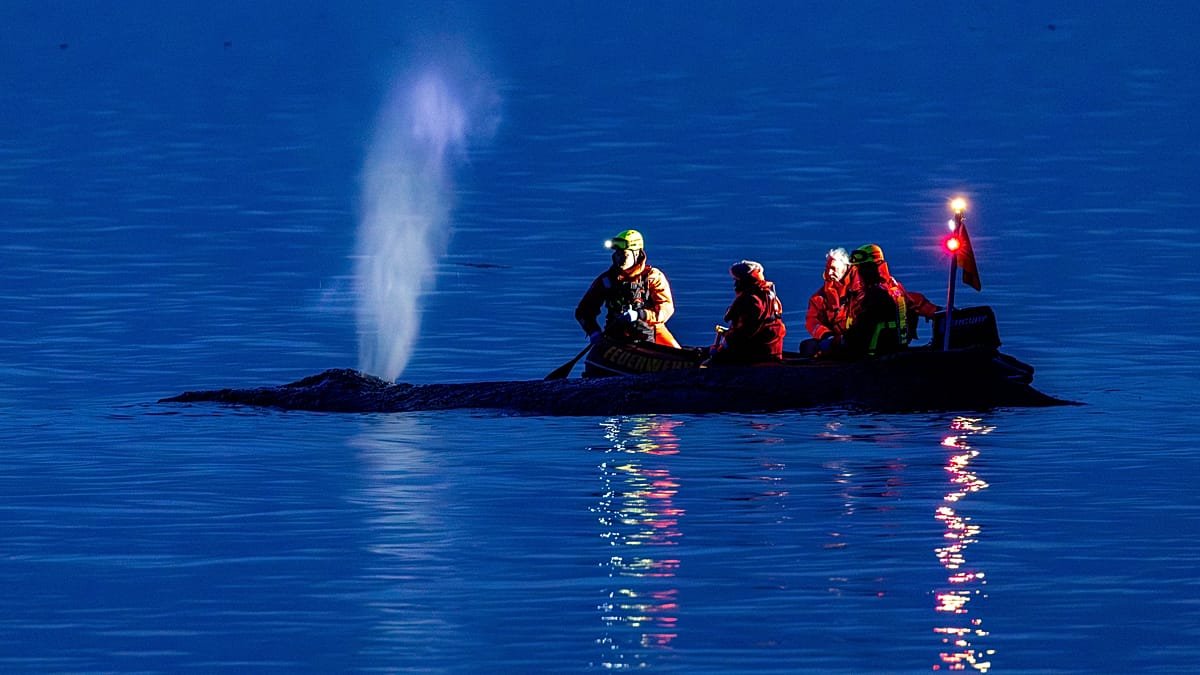 Video. Fading hopes as rescuers attempt to refloat stranded humpback whale on Germany’s Baltic coast