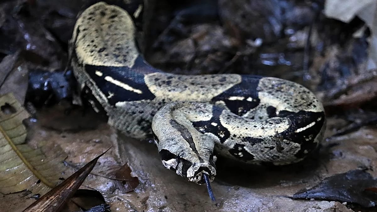 Italian police warn crooks using animals to intimidate victims after busting illegal reptile house