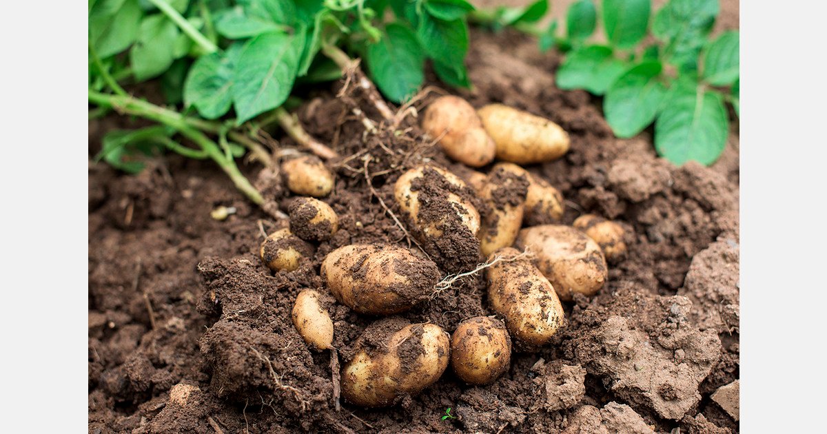 NEPG urges cut in Northwest Europe potato acreage