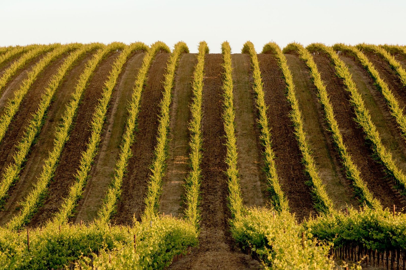 Historic California winery Chalone has laid off its winemaking staff