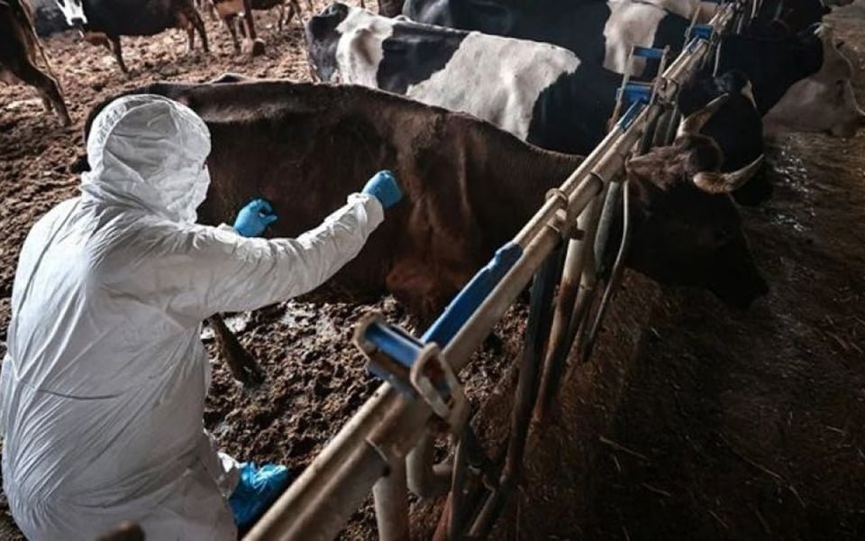 Commissioner Varhelyi goes to Cyprus on foot-and-mouth