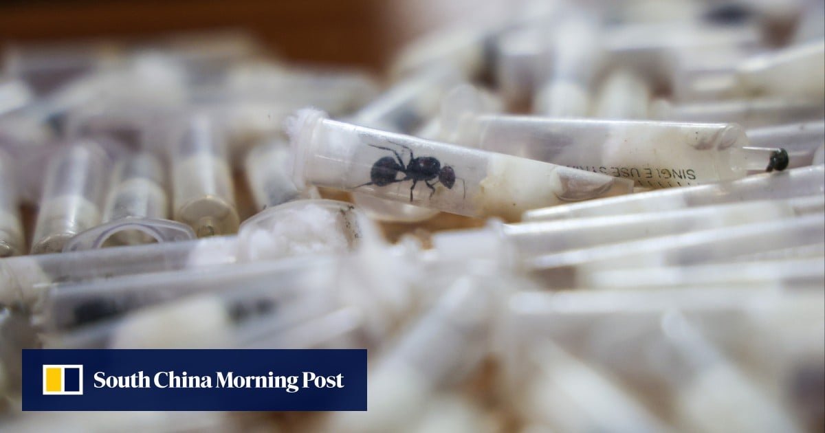 Why are smugglers swarming East Africa for ants to send to China and Europe?