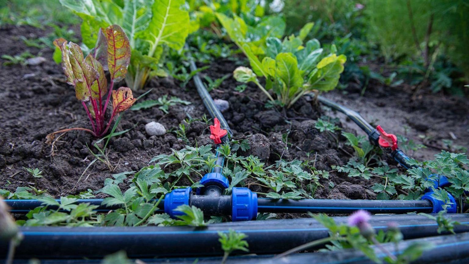 Spowdi and Deloitte North and South Europe initiate collaboration to drive climate smart farming through big data and AI-enabled carbon credits