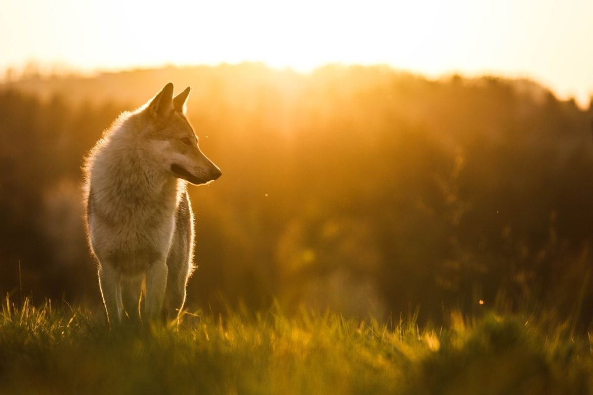 Discover Magazine Logo