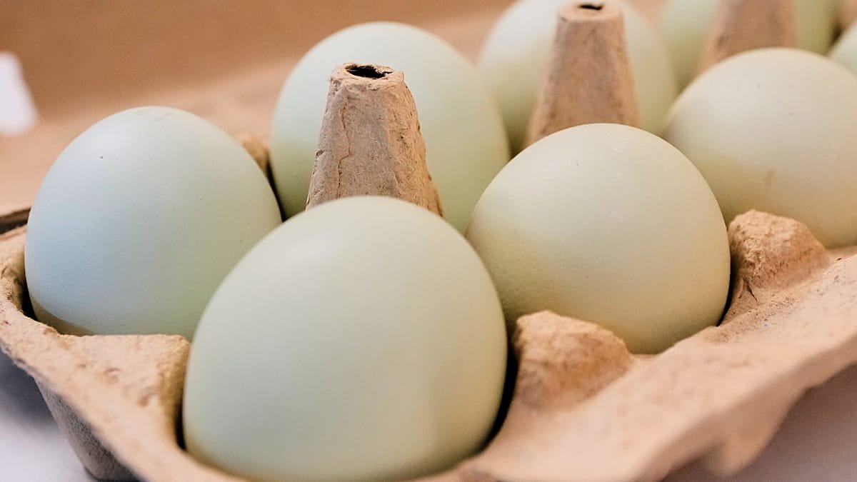 Egg prices surge in Europe ahead of Easter: Which countries saw the highest rise?