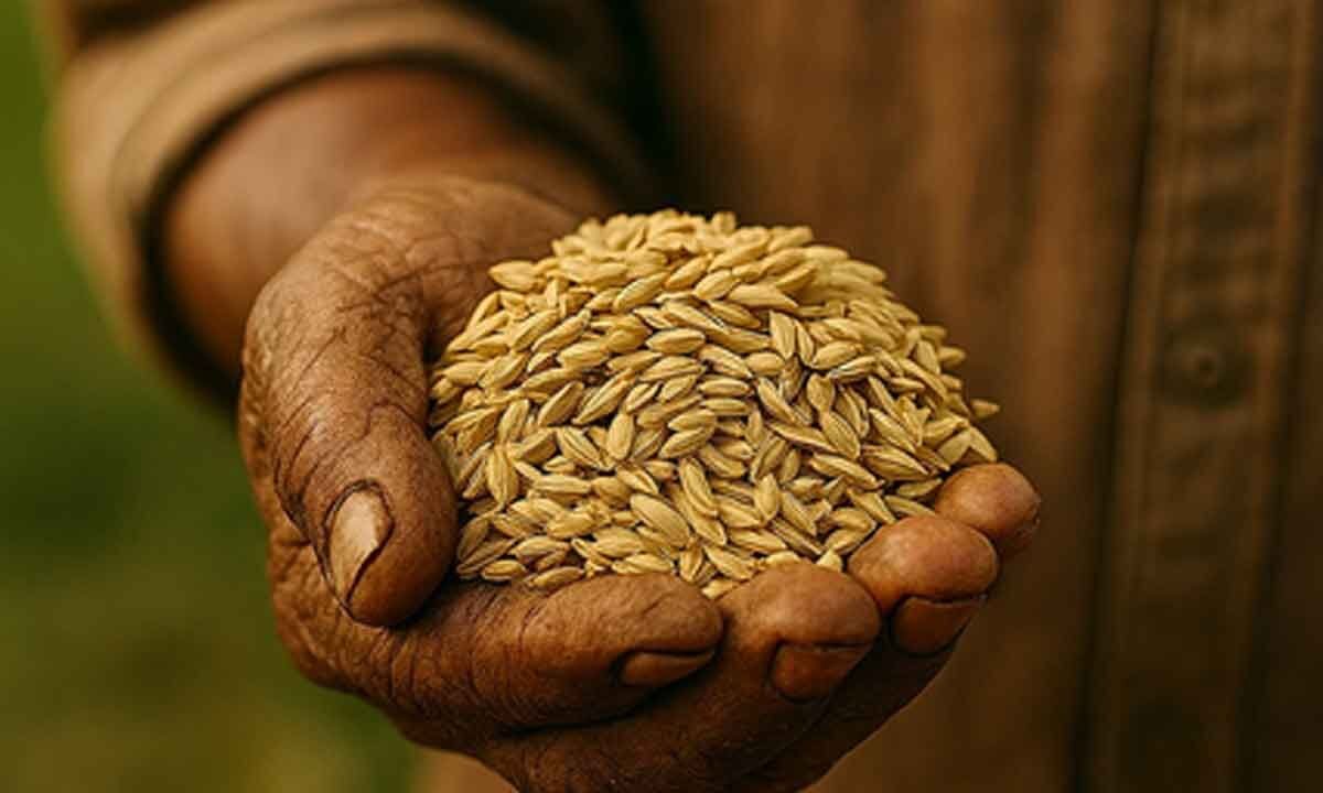 Govt relaxes inspection norms for rice exports to Europe