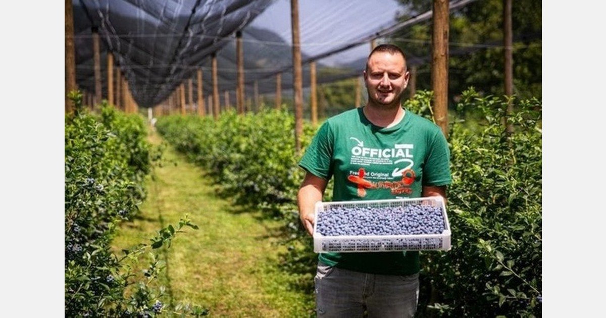 Montenegro blueberry farm expands with EU support